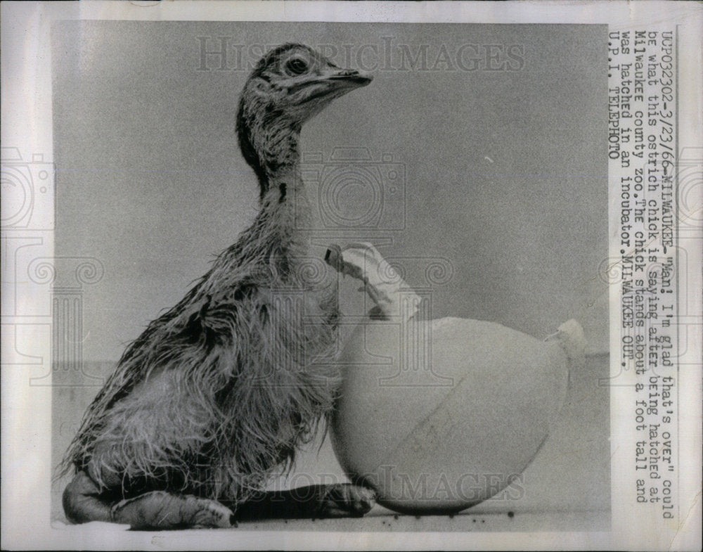 1966 Ostrich In Milwaukee Zoo - Historic Images