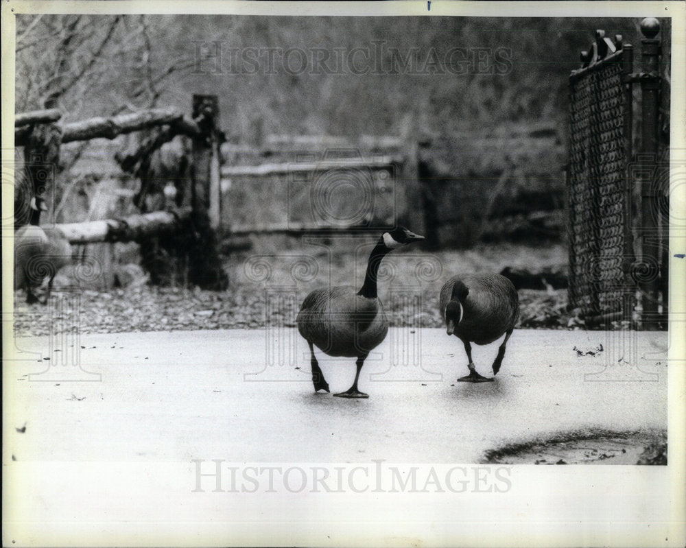 1984 Canadian Geese Wander Brookfield Zoo - Historic Images
