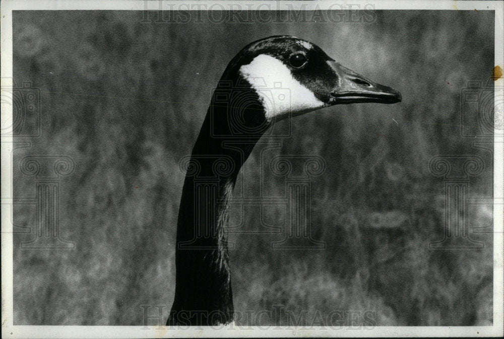 1980 Canada Goose/Goslings/Migration - Historic Images