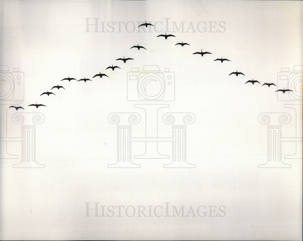 1986 Geese Migration - Historic Images