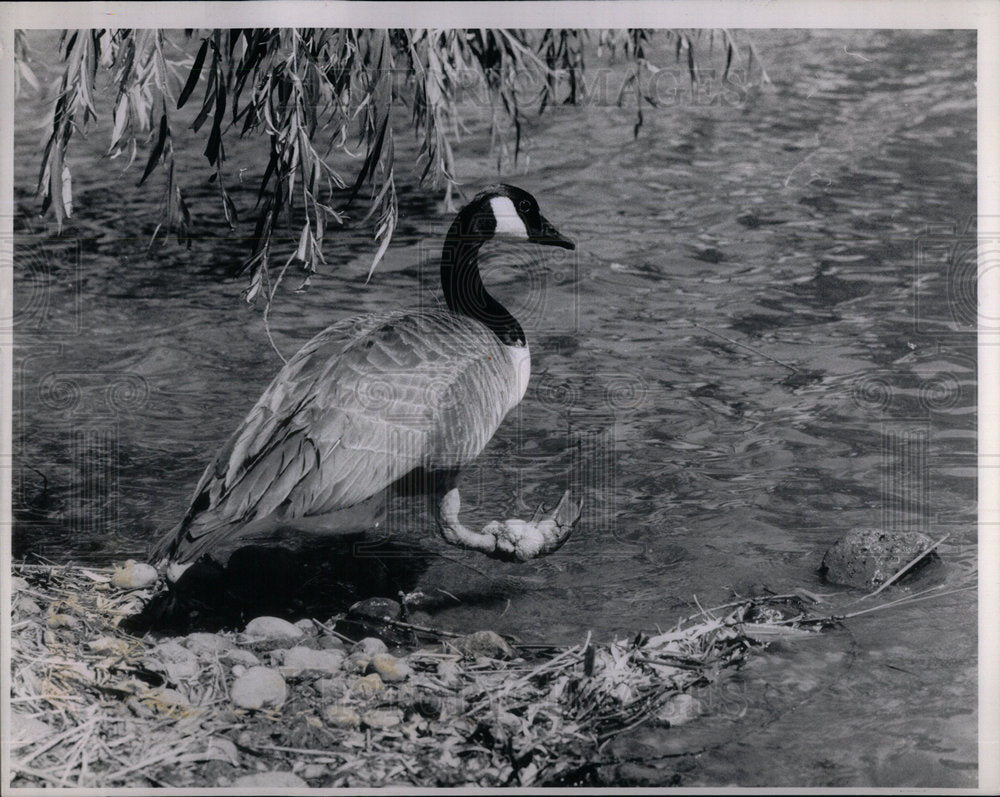 1988 Fishing Line Gives Goose Gangrene - Historic Images