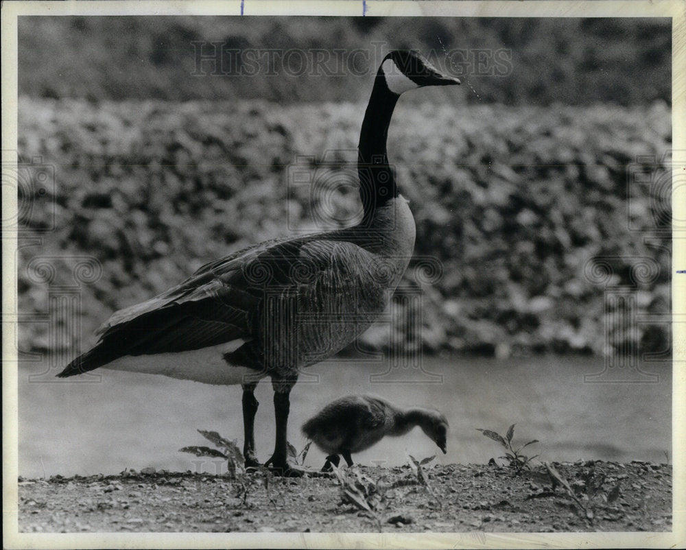 1983 Canada Goose/Gosling/Birds - Historic Images