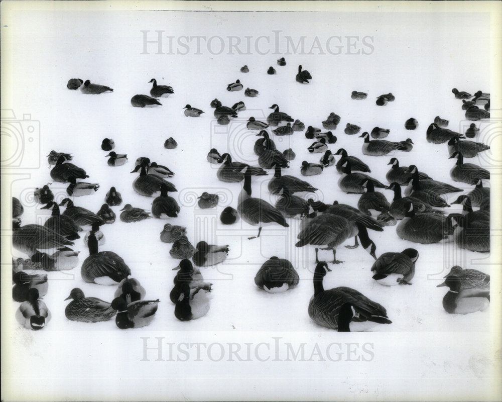 1985 Canada Geese Mallard Ducks Salt Creek - Historic Images