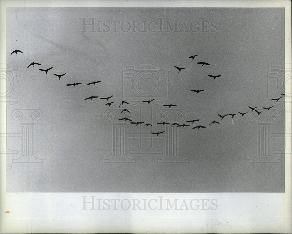 1982 Geese Flock Flying South for Winter - Historic Images