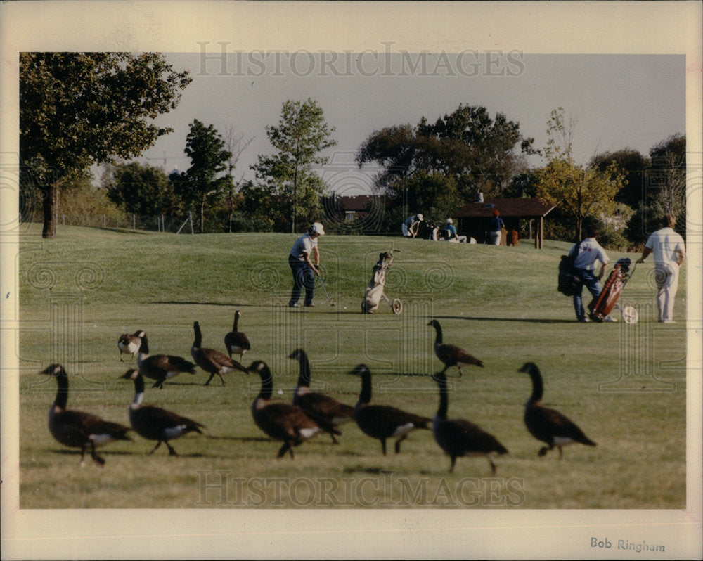 1990 Golf Course/Geese/Chicago/Birds - Historic Images