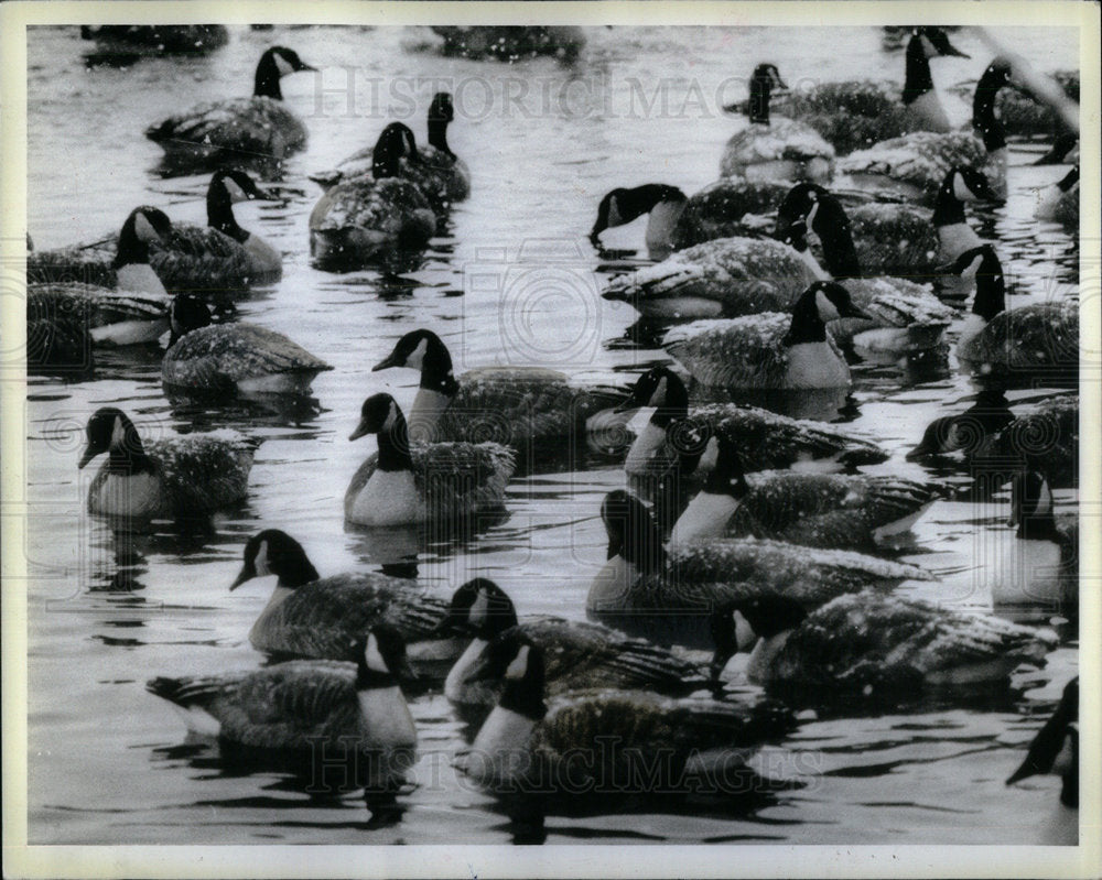 1985 Canada Geese Crabtree Nature Center - Historic Images