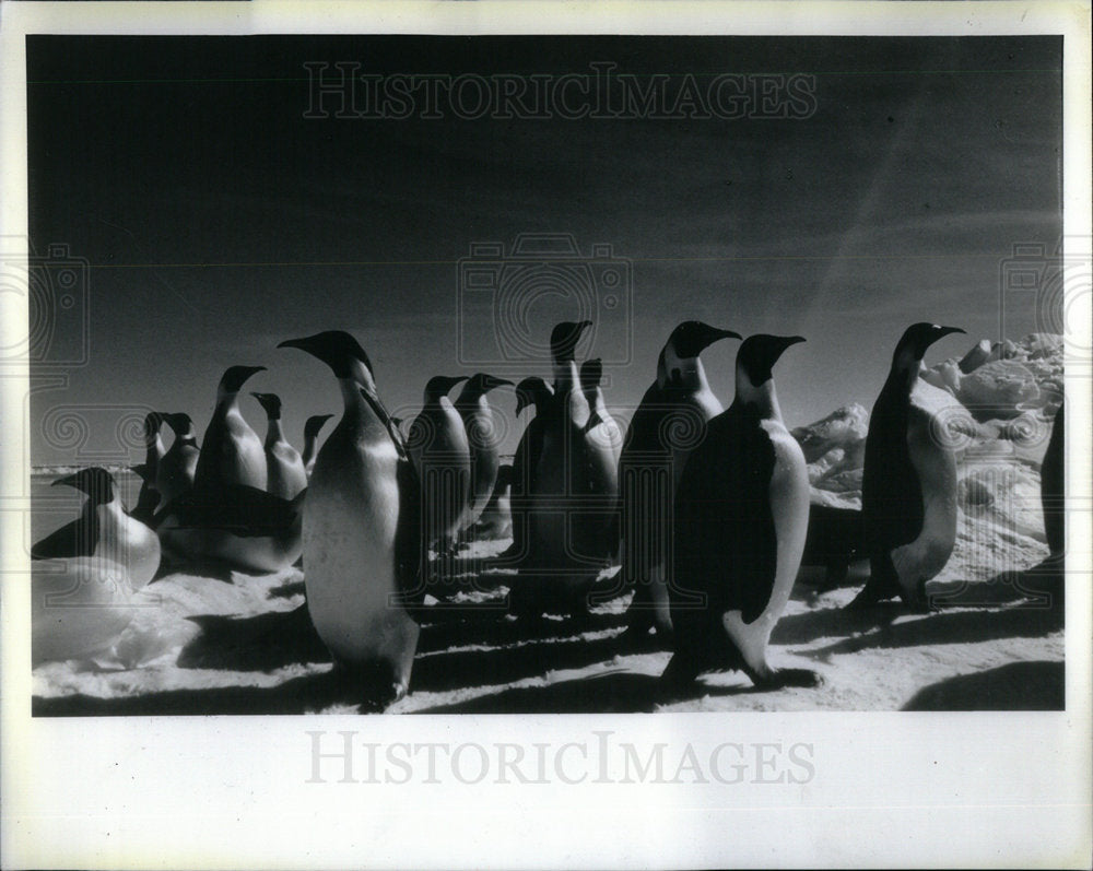 1991 Emperor Penguins Cape Washington - Historic Images