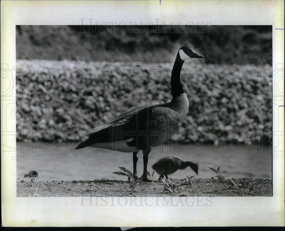 1985 Canadian Geese - Historic Images
