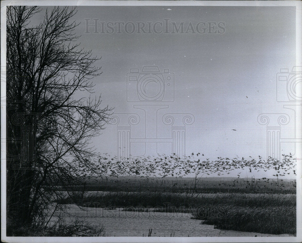 Undated Canada Geese Lake Birds - Historic Images