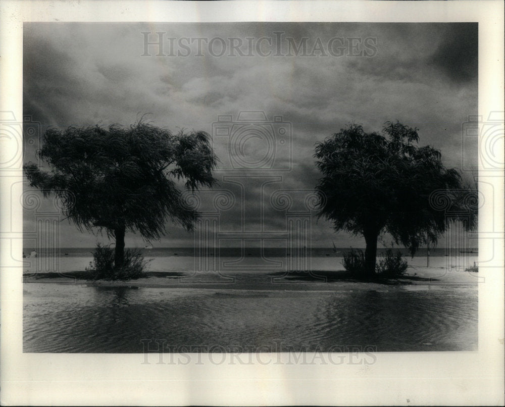 1987 Jane Stevens Trees Water Storm - Historic Images