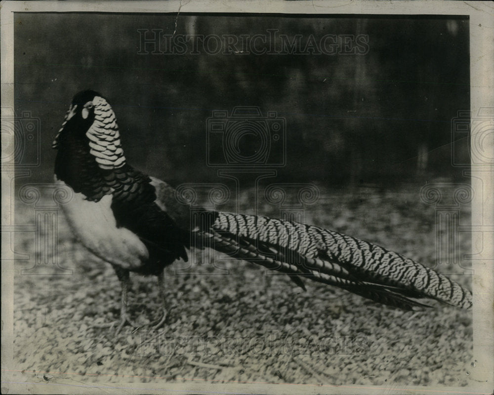 1930 Lady Amherst&#39;s Pheasant - Historic Images