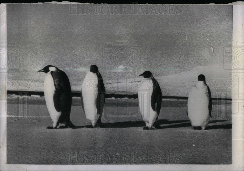 1957 Emperor Penguins Marching - Historic Images