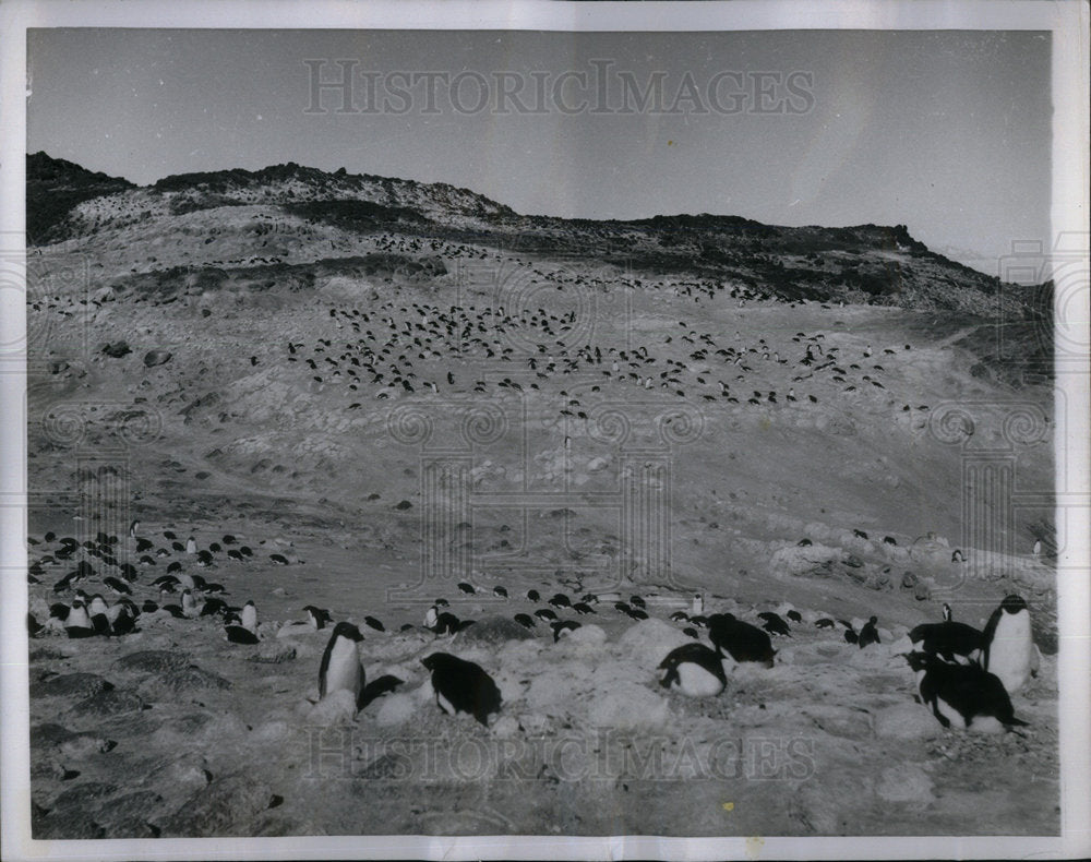 1956 Antarctica Penguins Eggs McMurdo Sound - Historic Images