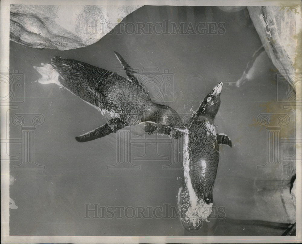 1956 Adelie Penguins Brookfield Zoo Chicago - Historic Images