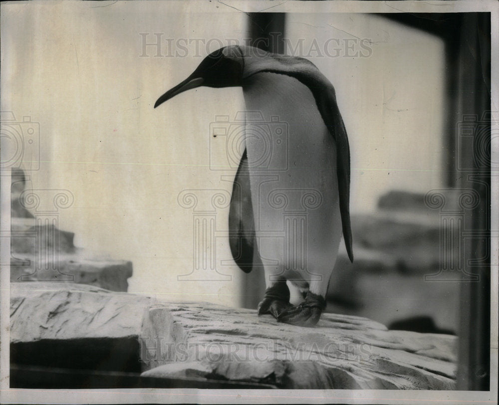 1951 King Penguin Brookfield Zoo - Historic Images