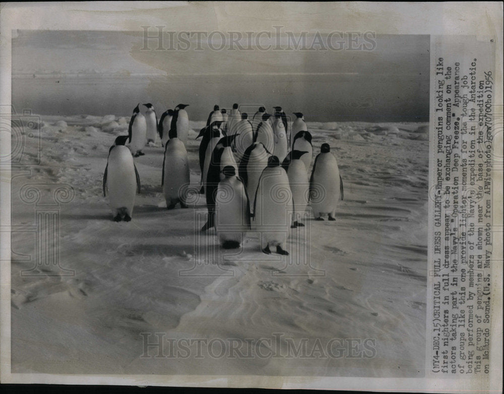 1956 Emperor Penguins Deep Sea Chicago Navy - Historic Images