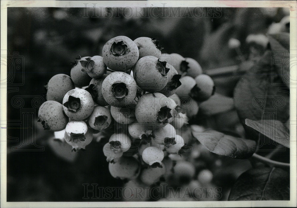 1981 Blueberries - Historic Images