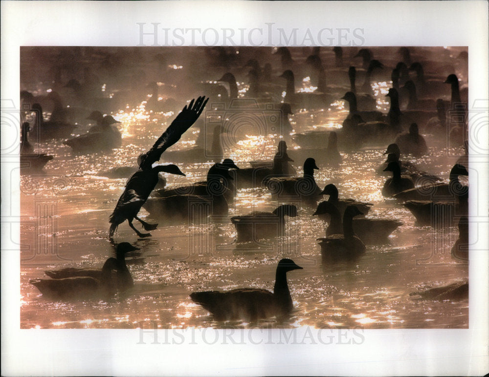 1996 Canada Geese/Fox River/Birds/Illinois - Historic Images