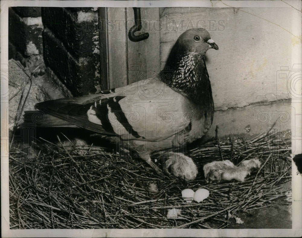 1955 Pigeon Mother Babies - Historic Images