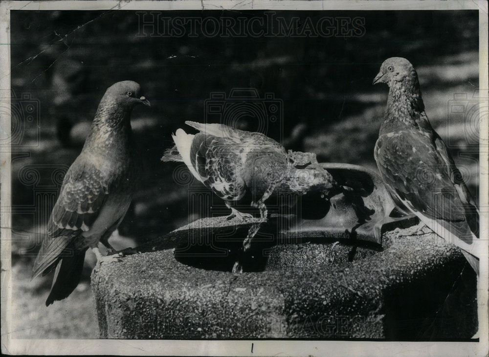 1976 Pigeons Grant Park Drink Water - Historic Images