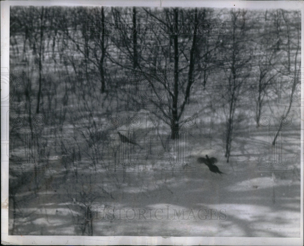 1962 Pheasants Palos Forest Preserve - Historic Images