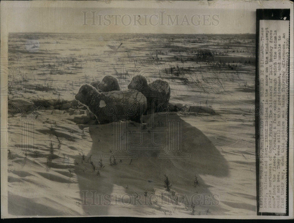 1950 Lost ship blinded by blizzard. - Historic Images