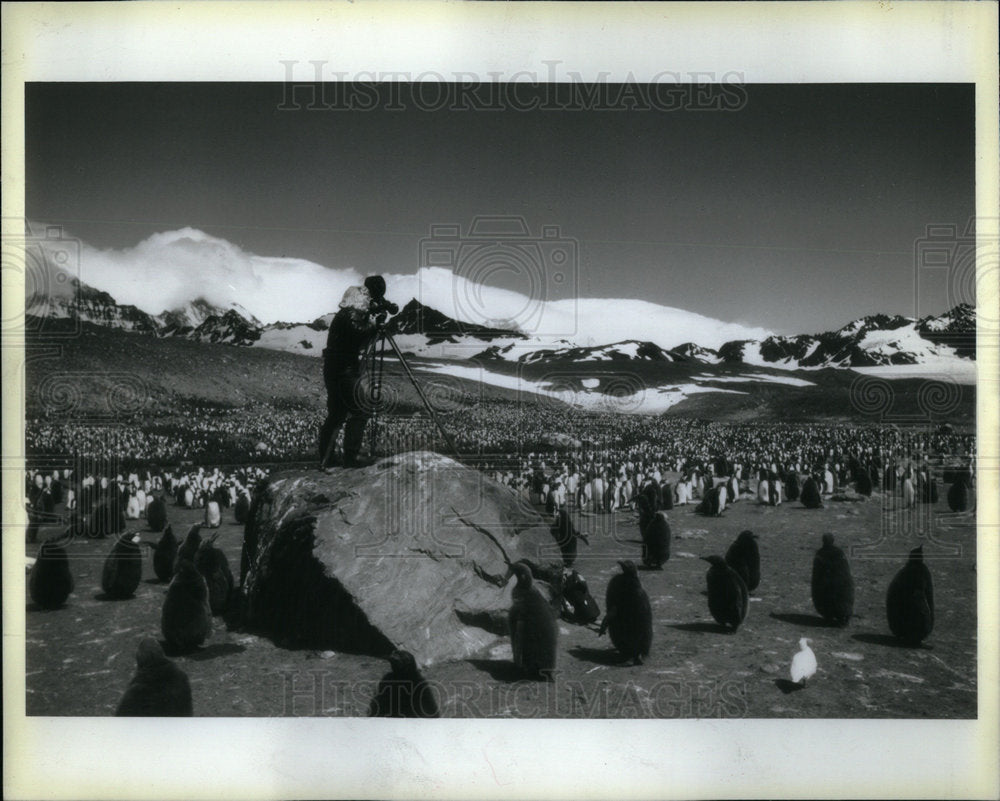 1983 Cinematographer Buxton With Penguins - Historic Images