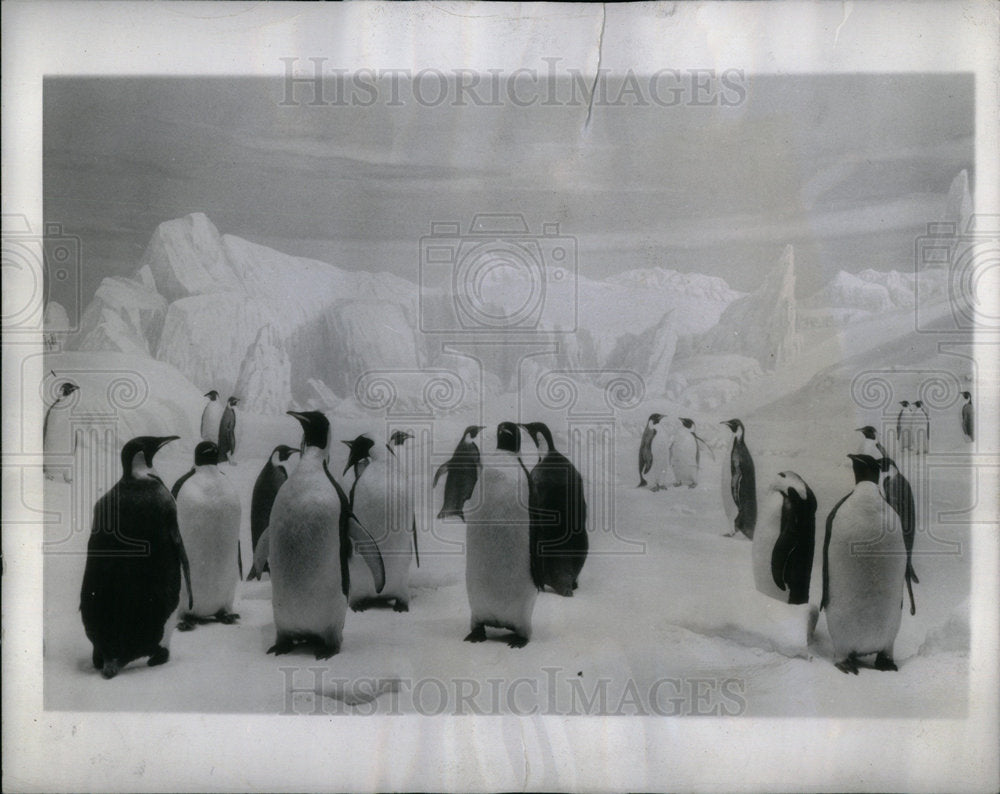 1944 Emperor Penguins - Historic Images