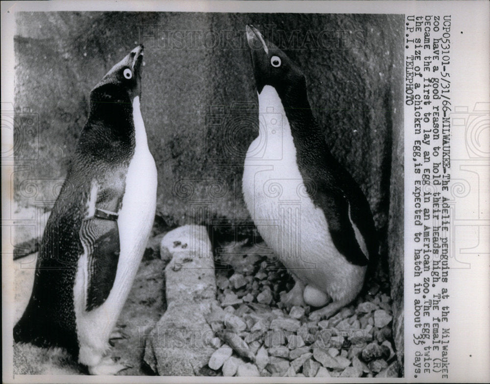 1966 Adelie Penguins Milwaukee Zoo - Historic Images