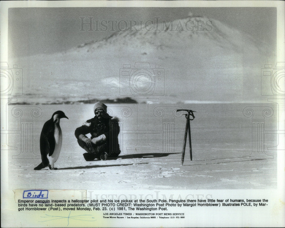 1981 Penguin Near Helicopter Pilot South - Historic Images