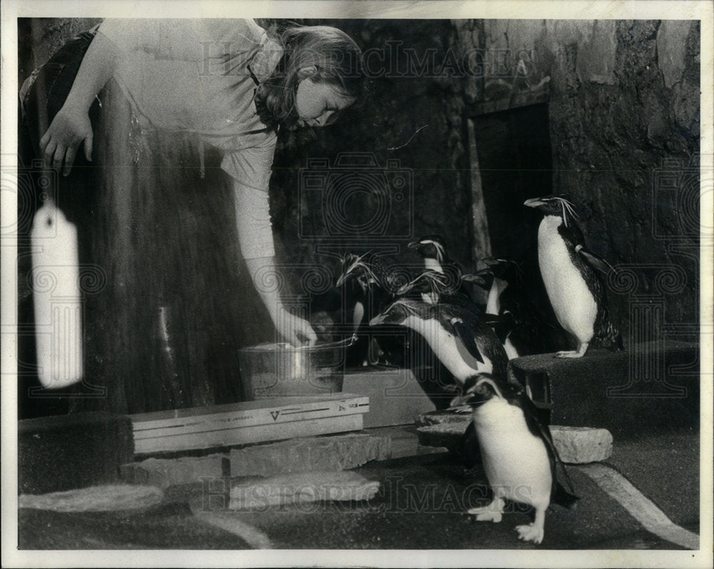 1981 14 Rockhopper Penguins Being Fed - Historic Images