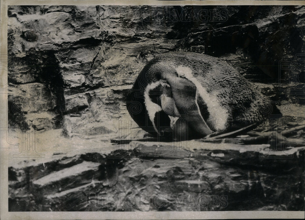 1968 Penguins Caring For Egg Shedd Aquarium - Historic Images