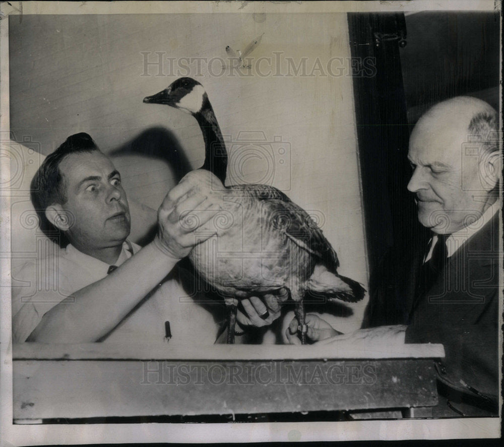 1953 Man Holding Gander Surprised New York - Historic Images