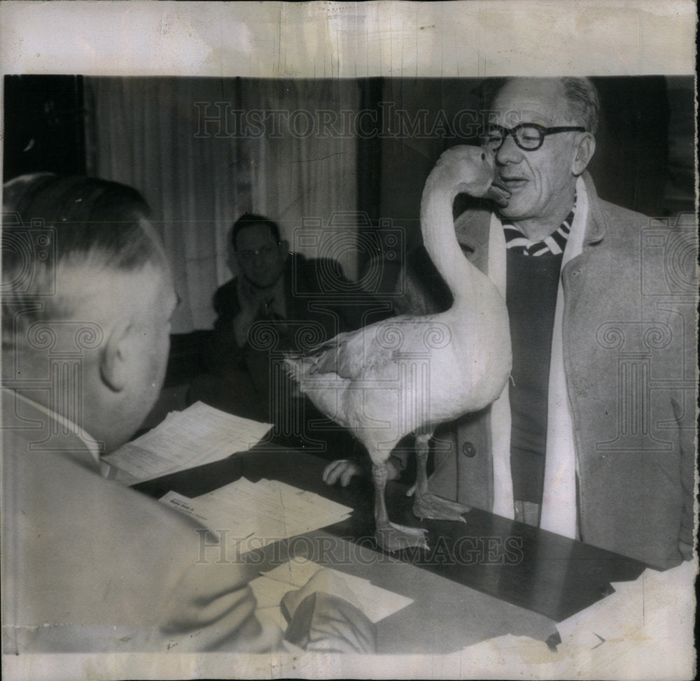 1952 Goose Pecks At Master On Trial - Historic Images