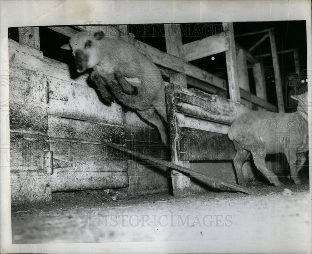 1956 Lambs at Chicago Stock Yards - Historic Images