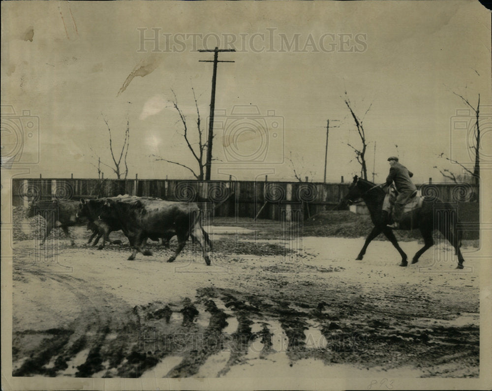 1935 Cowboy Rounds Up Stray Stock Yard Cows - Historic Images