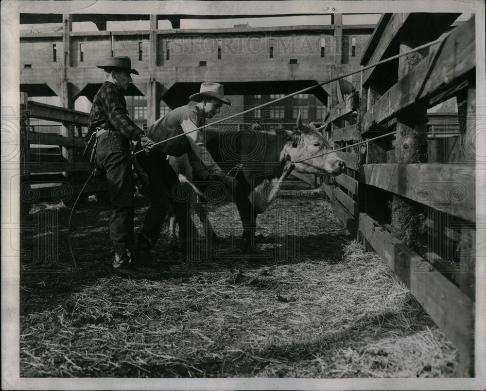 1946 Stockyard hair trimming - Historic Images