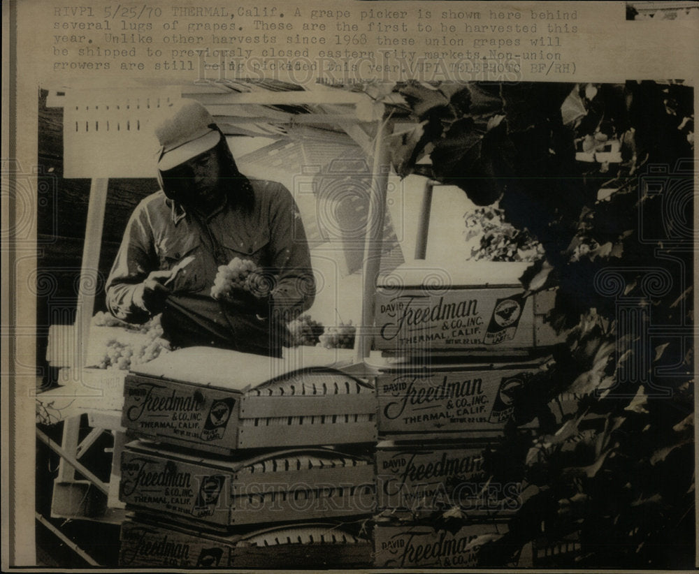 1970 Grape Harvesting - Historic Images