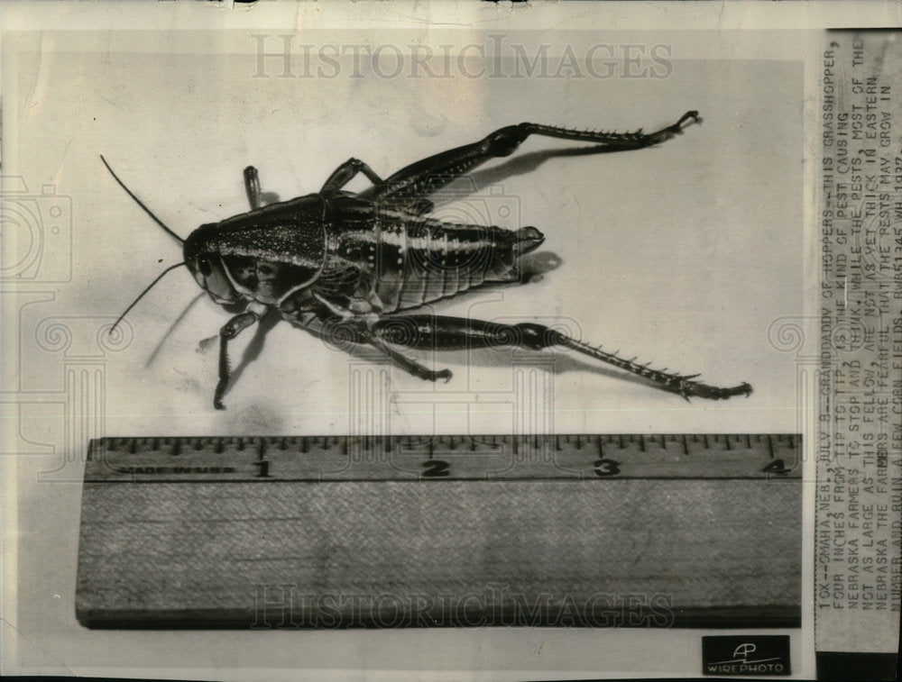 1937 Grasshopper Closeup Nebraska - Historic Images