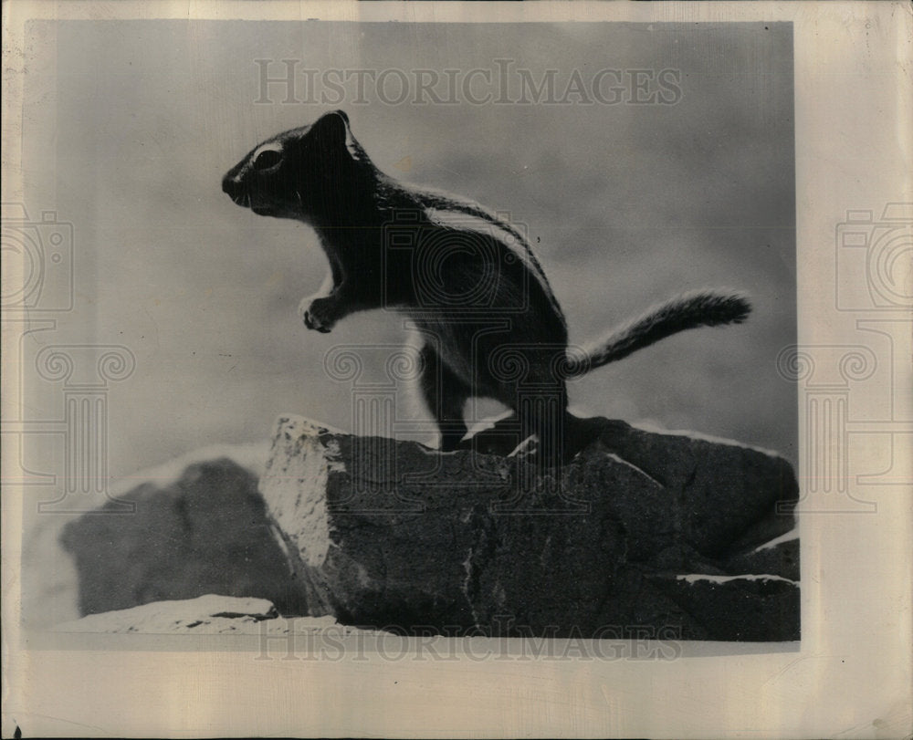 1949 chipmunk stands on rock - Historic Images