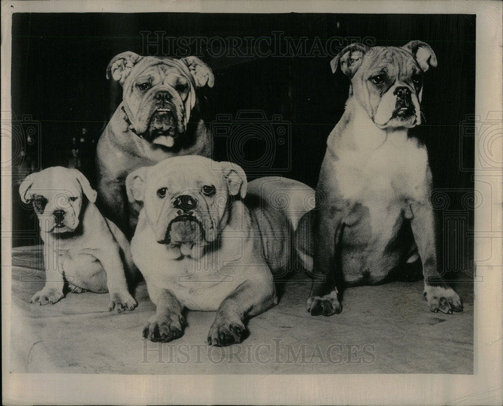 1949 family sends picture Christmas year - Historic Images