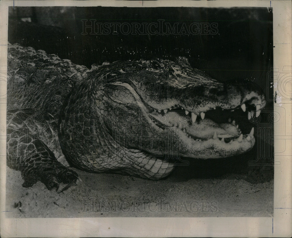 A Crocodile - Historic Images