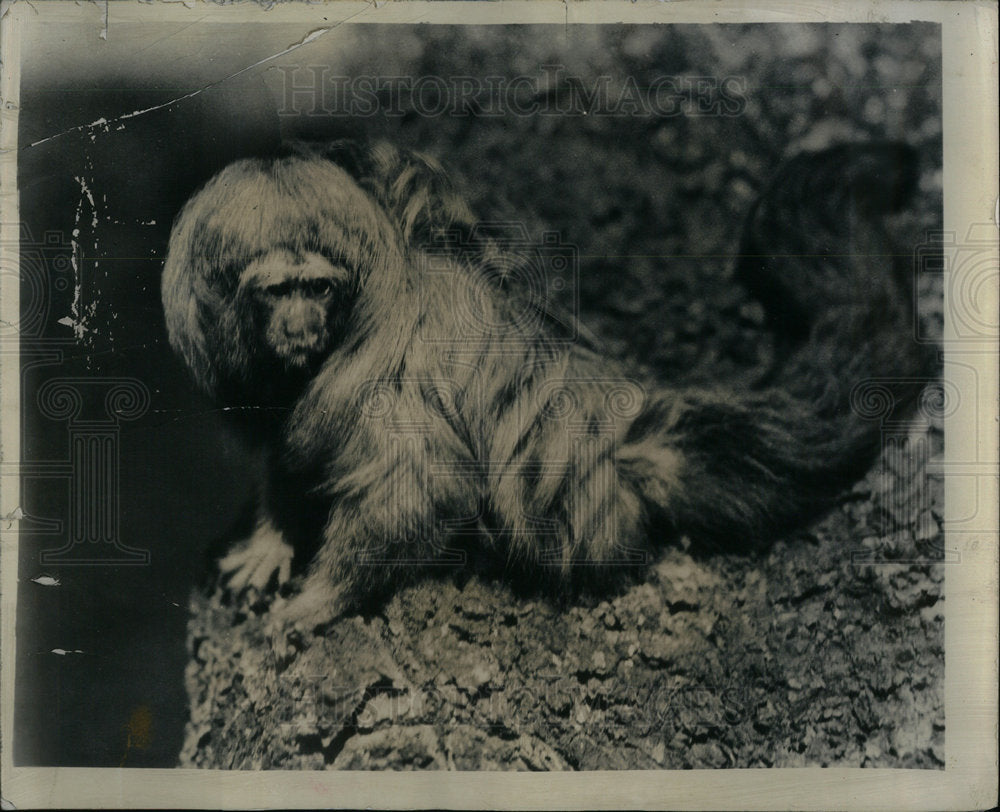 1949 Monkey Long Hair Bang Caption - Historic Images