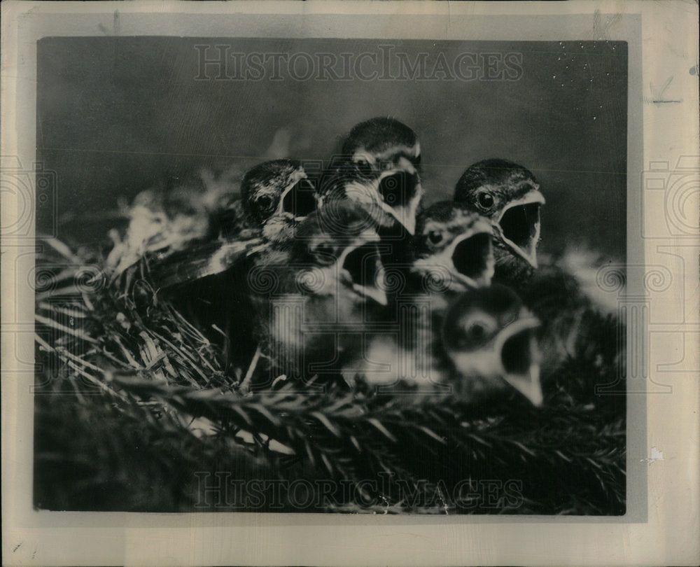 Chirping Birds In A Nest - Historic Images