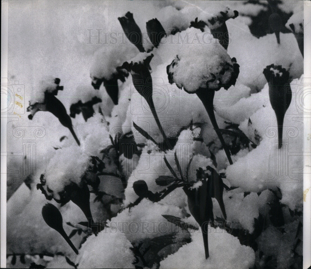 1966 Flowers soak in snow - Historic Images