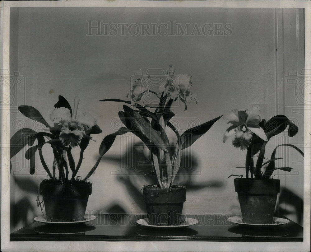 1955 Ted Leitzell Three Catteys Orchids - Historic Images