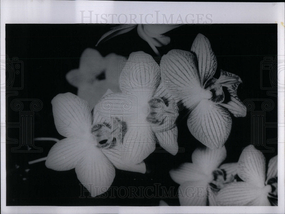 1990 Orchids - Historic Images