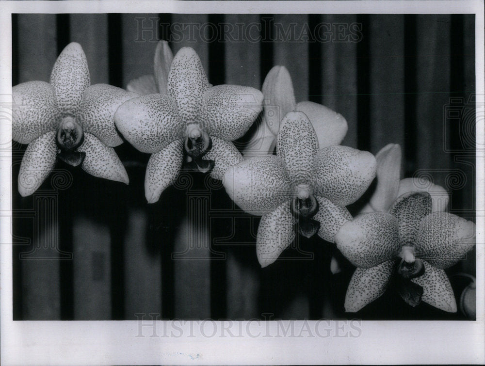 1990 Orchids flower Chicago Botanic Garden - Historic Images