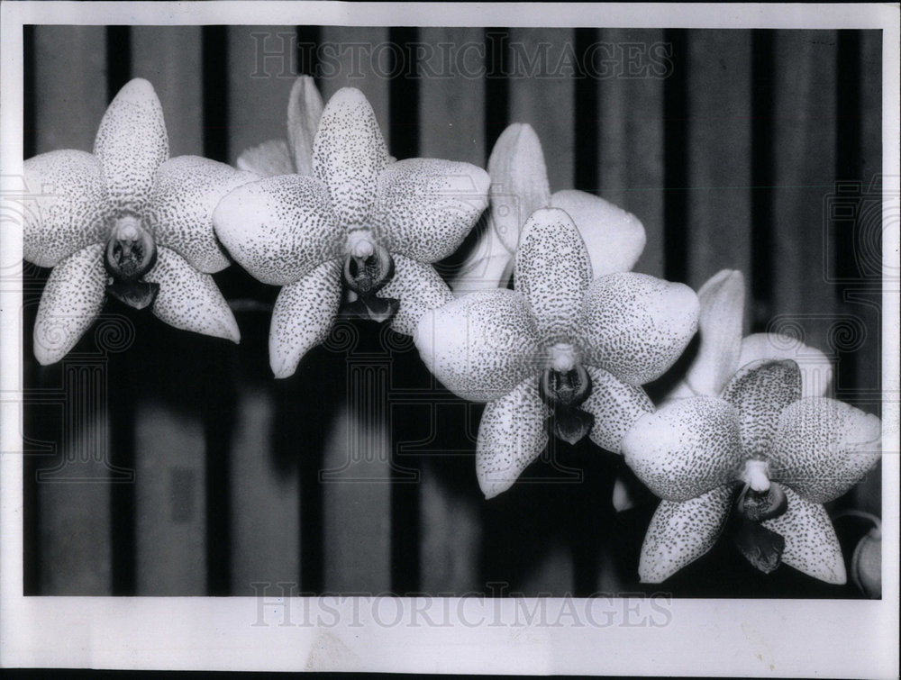 1990 Orchid Courtesy Chicago Botanic Garden - Historic Images