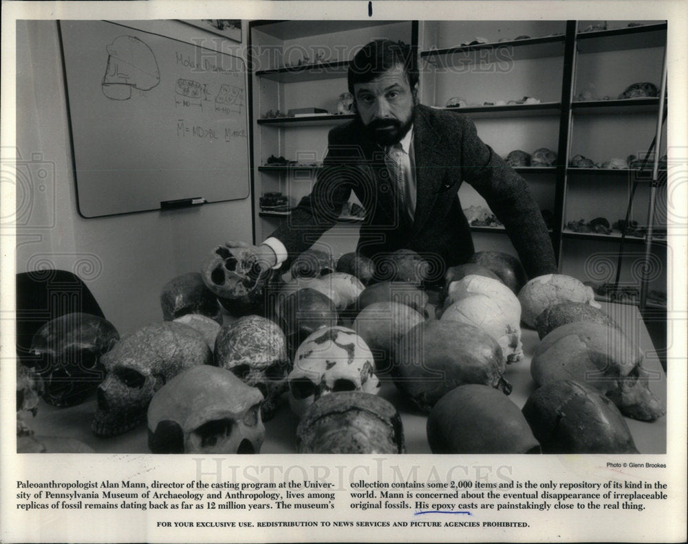 1988 Replicas of 12 million years skulls. - Historic Images